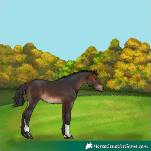 Horse Color:Brown Tobiano 