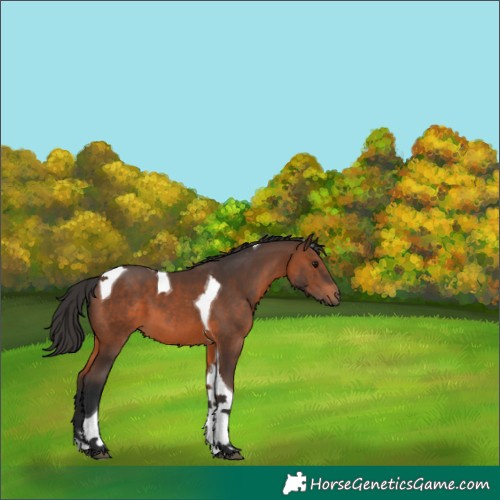Horse Color:Brown Tobiano 