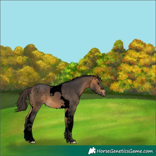 Horse Color:Unknown 