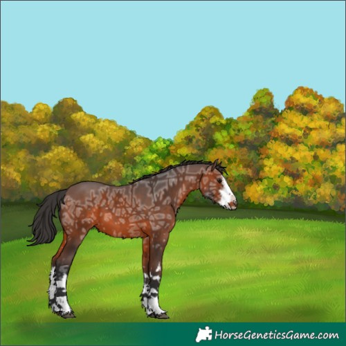 Horse Color:White Spotted Brown Ice 