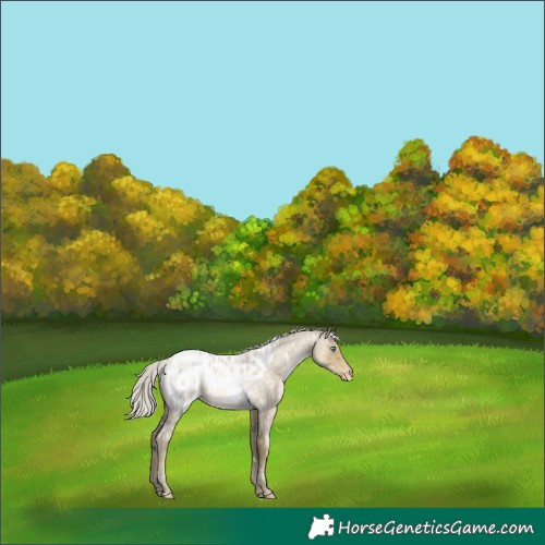 Horse Color:White Spotted Silver Buckskin Roan Pearl Blanket Rabicano 