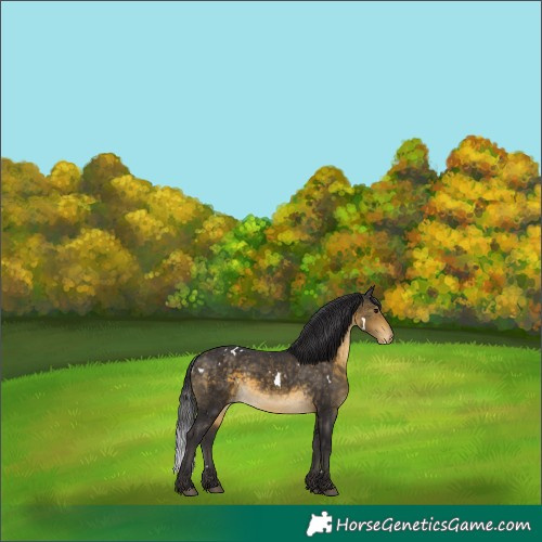 Horse Color:White Spotted Buckskin Appaloosa 