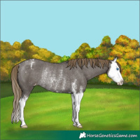 Horse Color:Smoky Grullo Sabino Splash Appaloosa Rabicano 
