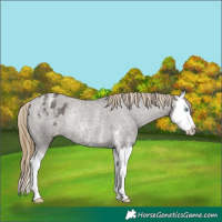 Horse Color:Smoky Grullo Sabino Splash Appaloosa Rabicano 