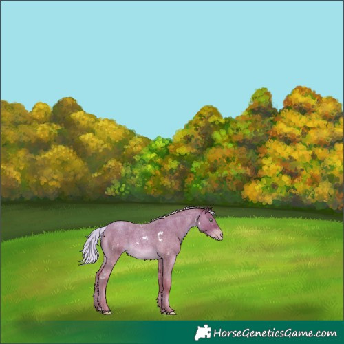 Horse Color:White Spotted Silver Sable Champagne Roan Mushroom 