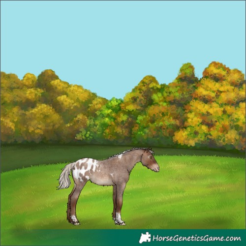 Horse Color:Gray Silver Sable Champagne Roan Tobiano Blanket 