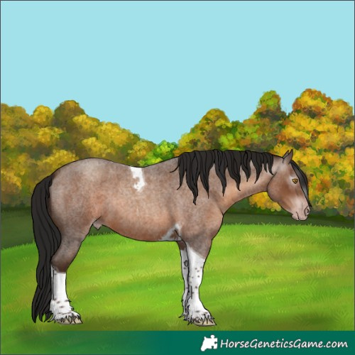 Horse Color:Gray Sable Champagne Roan Tobiano 