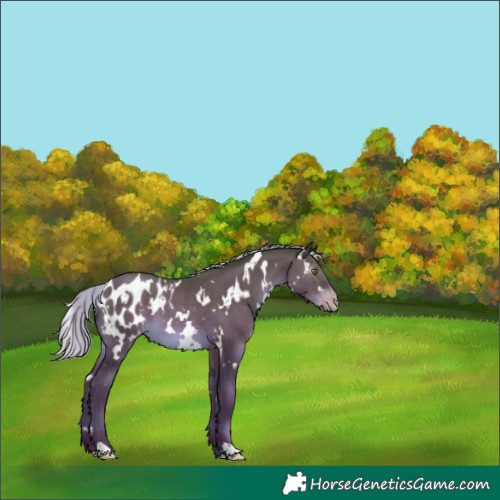 Horse Color:Gray White Spotted Silver Sable Champagne Appaloosa 