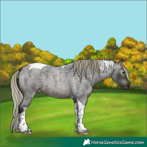 Horse Color:Gray Silver Brown Roan Tobiano 