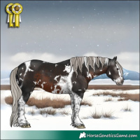 Horse Color:Gray White Spotted Silver Brown Splash Tobiano 