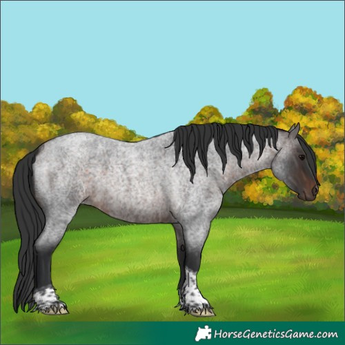 Horse Color:Bay Roan Tobiano 