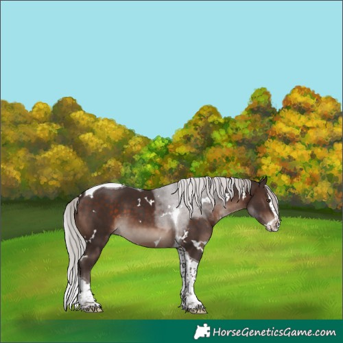 Horse Color:White Spotted Silver Brown Mushroom Splash Tobiano 