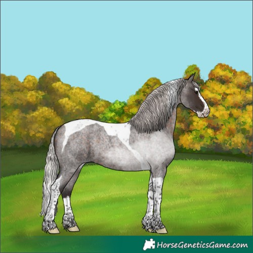 Horse Color:Silver Brown Roan Splash Tobiano 
