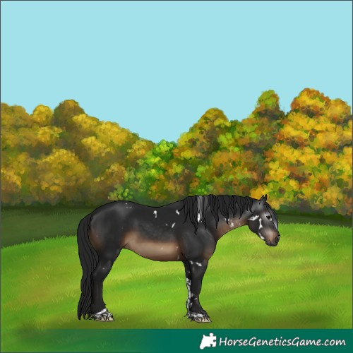 Horse Color:Gray White Spotted Brown Tobiano 