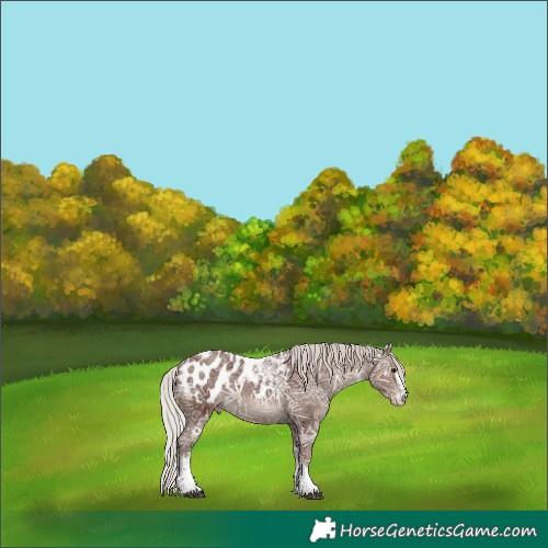 Horse Color:White Spotted Silver Black Ice Appaloosa 