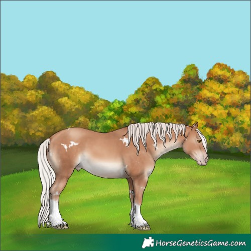 Horse Color:White Spotted Silver Sable Champagne Tobiano 
