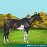 Horse Color:Brown Tobiano