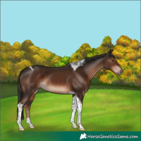 Horse Color:Liver Chestnut Tobiano 