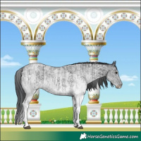 Horse Color:White Spotted Blue Roan Rabicano  and White Spotted Blue Roan Rabicano 