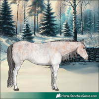 Horse Color:White Spotted Blue Roan Rabicano  and White Spotted Bay Roan Rabicano 