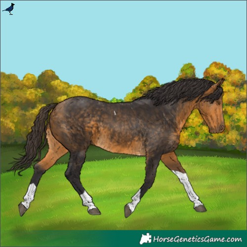 Horse Color:Buckskin Tobiano 