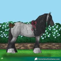 Horse Color:Blue Roan 