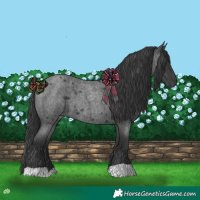 Horse Color:Blue Roan 