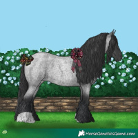 Horse Color:Blue Roan 