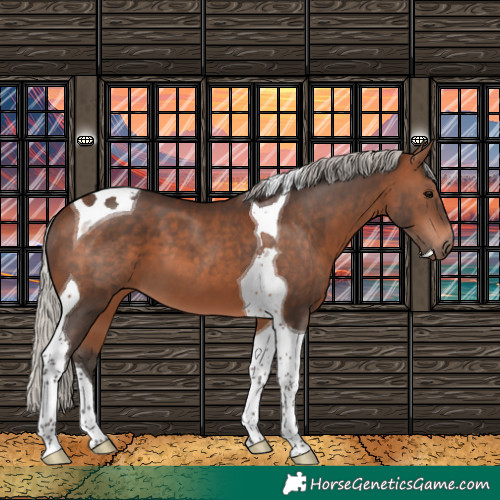 Horse Color:Silver Brown Tobiano