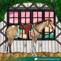 Horse Color:Buckskin Dun Tobiano 