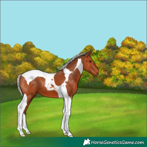 Horse Color:Silver Bay Tobiano