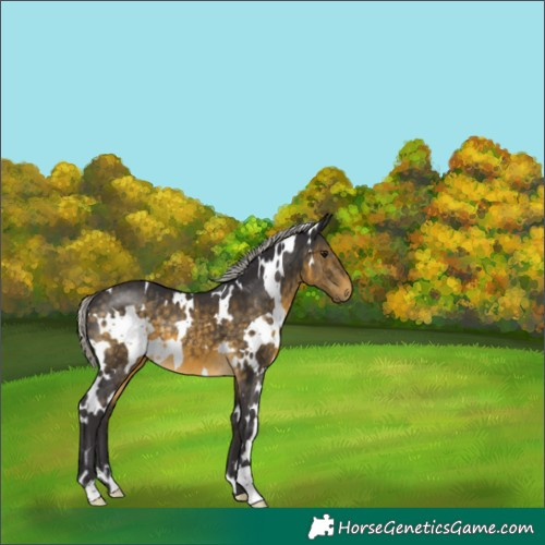 Horse Color:White Spotted Silver Buckskin 