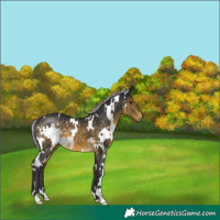 Horse Color:White Spotted Silver Buckskin 