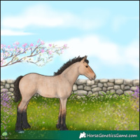 Horse Color:Bay Roan Dun 