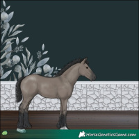 Horse Color:Grullo