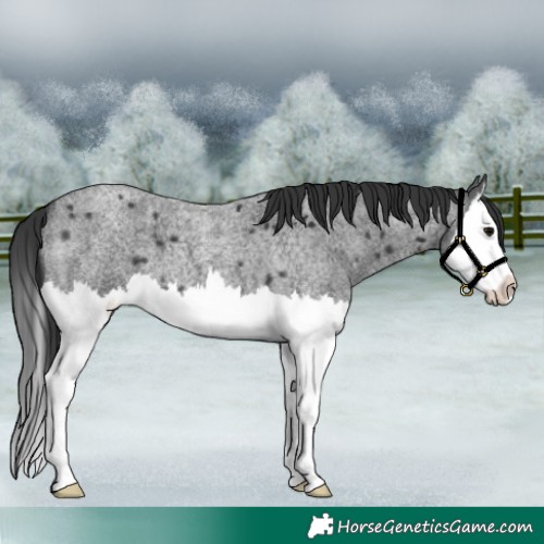 Horse Color:Blue Roan Splash 
