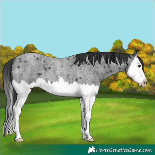 Horse Color:Blue Roan Splash 