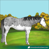 Horse Color:Blue Roan Splash
