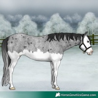 Horse Color:Blue Roan Splash 