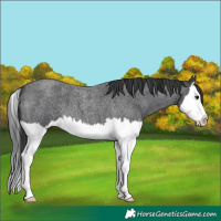 Horse Color:Blue Roan Splash 