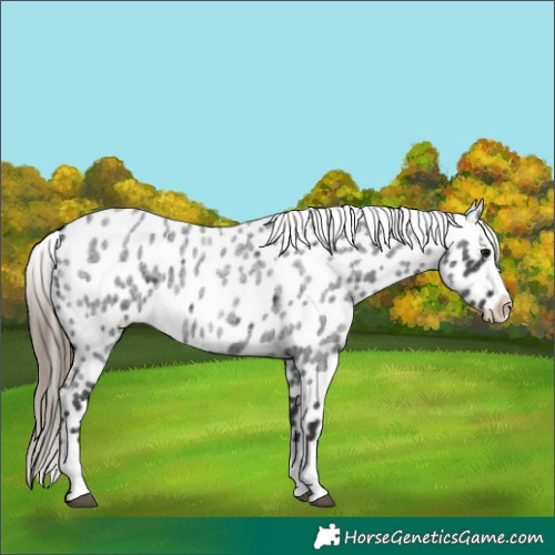 Horse Color:Blue Roan Splash Near Leopard