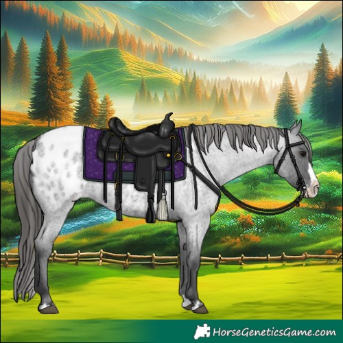 Horse Color:Blue Roan Splash Appaloosa 