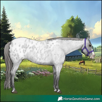Horse Color:Blue Roan Splash Appaloosa 