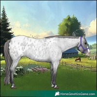 Horse Color:Blue Roan Splash Appaloosa 