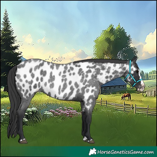 Horse Color:Blue Roan Splash Appaloosa 
