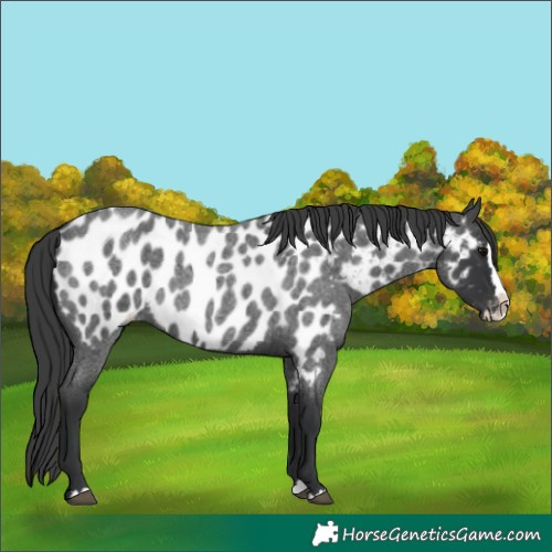 Horse Color:Blue Roan Splash Appaloosa 