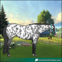 Horse Color:Blue Roan Splash Near Leopard