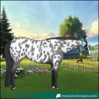 Horse Color:Blue Roan Splash Appaloosa
