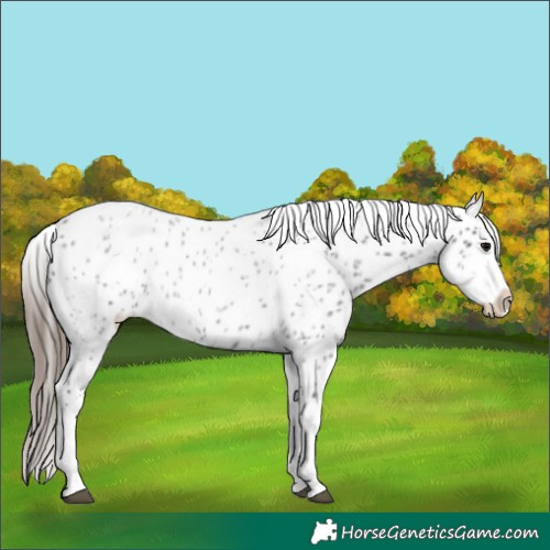 Horse Color:Blue Roan Splash Appaloosa 