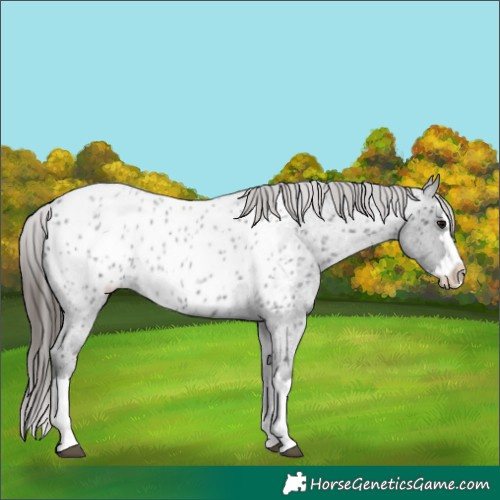 Horse Color:Blue Roan Splash Appaloosa 